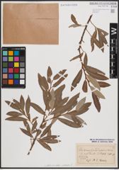 Foto von Salix daphnoides Vill. x Salix eleagnos Scop.